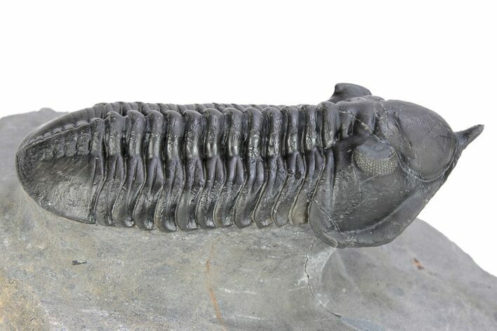 Morocconites Trilobite Fossil - Ofaten, Morocco #291846